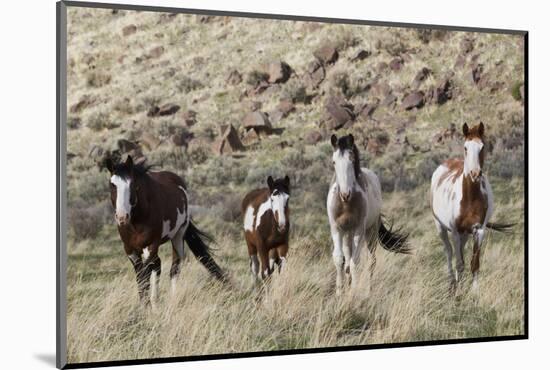 Wild Horses, Family Group-Ken Archer-Mounted Photographic Print