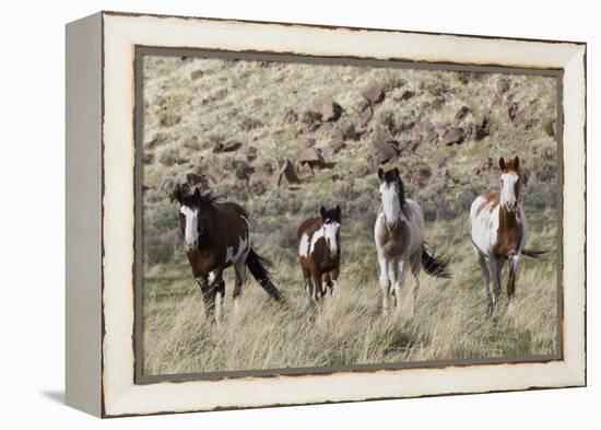 Wild Horses, Family Group-Ken Archer-Framed Premier Image Canvas