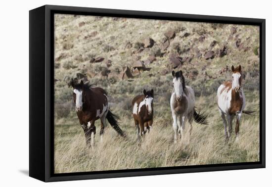 Wild Horses, Family Group-Ken Archer-Framed Premier Image Canvas