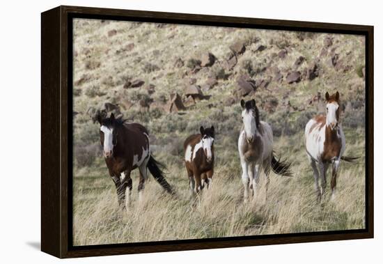 Wild Horses, Family Group-Ken Archer-Framed Premier Image Canvas