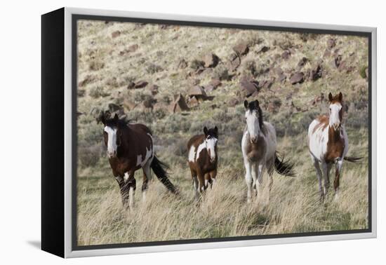 Wild Horses, Family Group-Ken Archer-Framed Premier Image Canvas