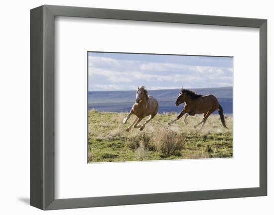 Wild Horses. Fighting Stallions, Steens Mountains, Oregon-Ken Archer-Framed Photographic Print