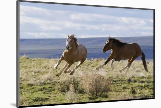 Wild Horses. Fighting Stallions, Steens Mountains, Oregon-Ken Archer-Mounted Photographic Print
