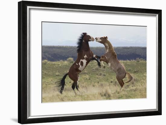 Wild Horses. Fighting Stallions, Steens Mountains, Oregon-Ken Archer-Framed Photographic Print