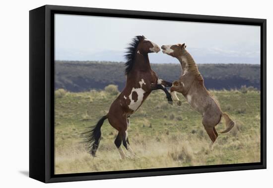 Wild Horses. Fighting Stallions, Steens Mountains, Oregon-Ken Archer-Framed Premier Image Canvas