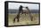 Wild Horses. Fighting Stallions, Steens Mountains, Oregon-Ken Archer-Framed Premier Image Canvas