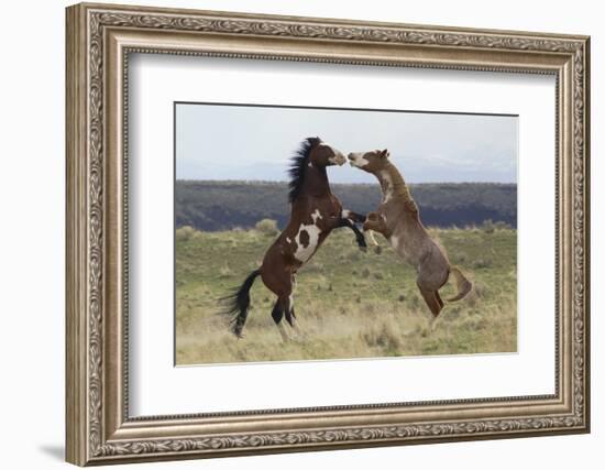 Wild Horses. Fighting Stallions, Steens Mountains, Oregon-Ken Archer-Framed Photographic Print