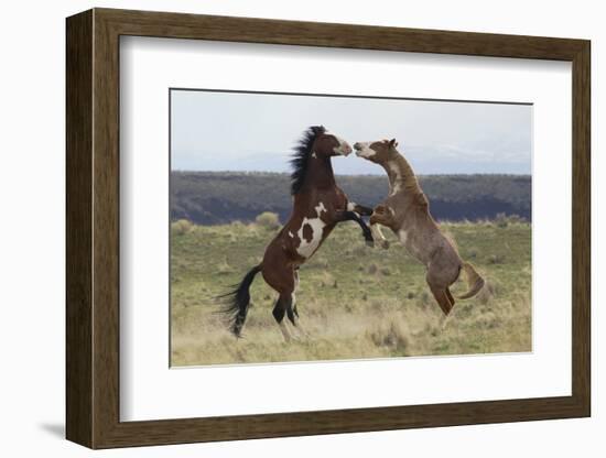 Wild Horses. Fighting Stallions, Steens Mountains, Oregon-Ken Archer-Framed Photographic Print