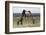 Wild Horses. Fighting Stallions, Steens Mountains, Oregon-Ken Archer-Framed Photographic Print