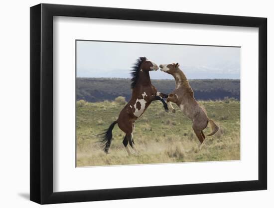 Wild Horses. Fighting Stallions, Steens Mountains, Oregon-Ken Archer-Framed Photographic Print