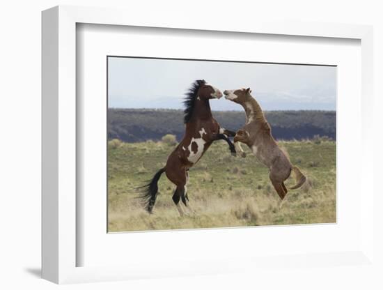 Wild Horses. Fighting Stallions, Steens Mountains, Oregon-Ken Archer-Framed Photographic Print