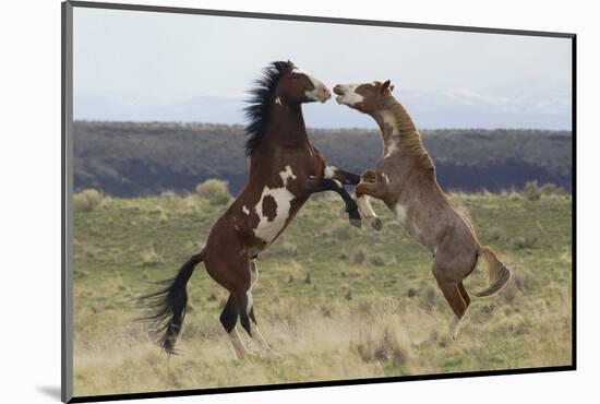 Wild Horses. Fighting Stallions, Steens Mountains, Oregon-Ken Archer-Mounted Photographic Print