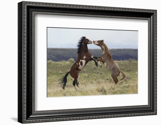 Wild Horses. Fighting Stallions, Steens Mountains, Oregon-Ken Archer-Framed Photographic Print