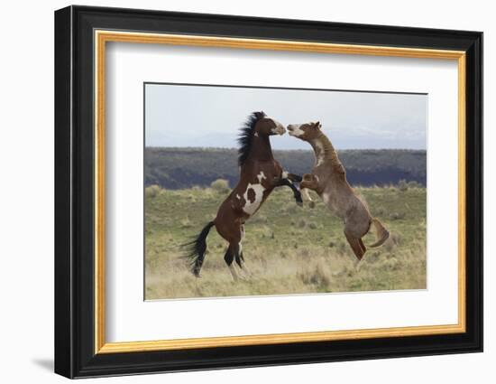Wild Horses. Fighting Stallions, Steens Mountains, Oregon-Ken Archer-Framed Photographic Print