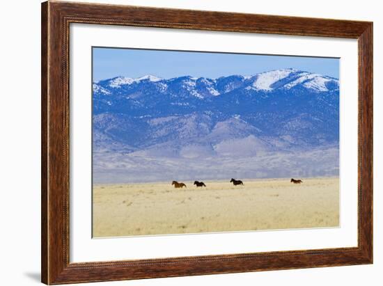 Wild Horses Galloping in Nevada-Sergio Ballivian-Framed Photographic Print