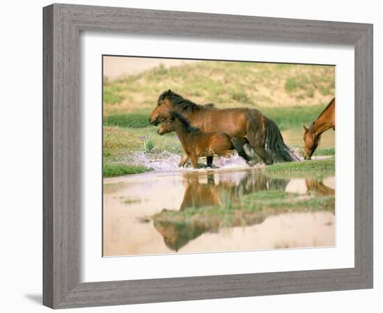 Wild Horses, Gobi Desert, Mongolia-Gavriel Jecan-Framed Photographic Print