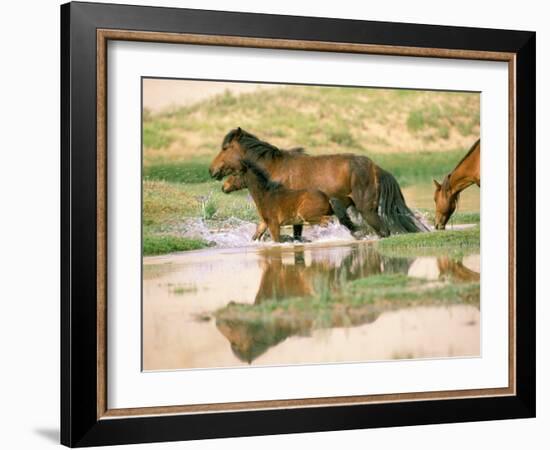 Wild Horses, Gobi Desert, Mongolia-Gavriel Jecan-Framed Photographic Print