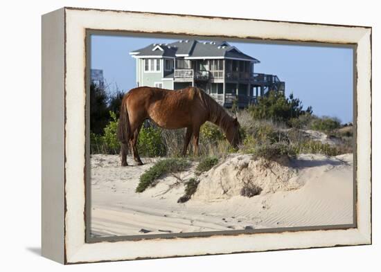 Wild Horses Graze in the Protected Northern Tip of the Outer Banks in Corolla, North Carolina Among-pdb1-Framed Premier Image Canvas