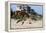 Wild Horses Graze in the Protected Northern Tip of the Outer Banks in Corolla, North Carolina Among-pdb1-Framed Premier Image Canvas