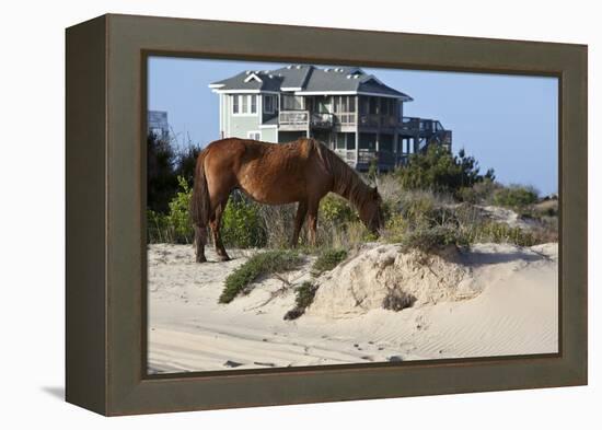 Wild Horses Graze in the Protected Northern Tip of the Outer Banks in Corolla, North Carolina Among-pdb1-Framed Premier Image Canvas