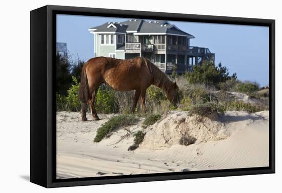 Wild Horses Graze in the Protected Northern Tip of the Outer Banks in Corolla, North Carolina Among-pdb1-Framed Premier Image Canvas