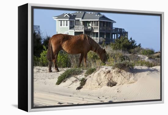 Wild Horses Graze in the Protected Northern Tip of the Outer Banks in Corolla, North Carolina Among-pdb1-Framed Premier Image Canvas