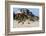 Wild Horses Graze in the Protected Northern Tip of the Outer Banks in Corolla, North Carolina Among-pdb1-Framed Photographic Print