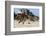 Wild Horses Graze in the Protected Northern Tip of the Outer Banks in Corolla, North Carolina Among-pdb1-Framed Photographic Print