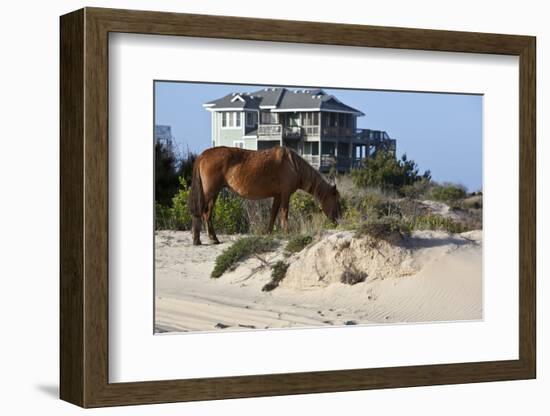 Wild Horses Graze in the Protected Northern Tip of the Outer Banks in Corolla, North Carolina Among-pdb1-Framed Photographic Print