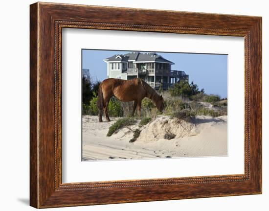 Wild Horses Graze in the Protected Northern Tip of the Outer Banks in Corolla, North Carolina Among-pdb1-Framed Photographic Print