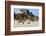 Wild Horses Graze in the Protected Northern Tip of the Outer Banks in Corolla, North Carolina Among-pdb1-Framed Photographic Print