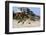 Wild Horses Graze in the Protected Northern Tip of the Outer Banks in Corolla, North Carolina Among-pdb1-Framed Photographic Print