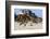 Wild Horses Graze in the Protected Northern Tip of the Outer Banks in Corolla, North Carolina Among-pdb1-Framed Photographic Print