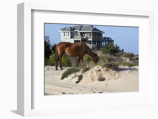 Wild Horses Graze in the Protected Northern Tip of the Outer Banks in Corolla, North Carolina Among-pdb1-Framed Photographic Print