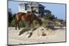 Wild Horses Graze in the Protected Northern Tip of the Outer Banks in Corolla, North Carolina Among-pdb1-Mounted Photographic Print