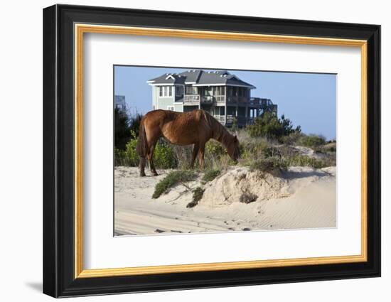 Wild Horses Graze in the Protected Northern Tip of the Outer Banks in Corolla, North Carolina Among-pdb1-Framed Photographic Print