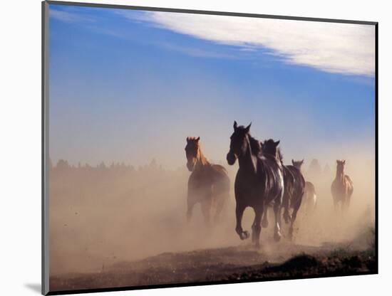 Wild Horses in the High Desert near Sun River, Oregon, USA-Janis Miglavs-Mounted Photographic Print