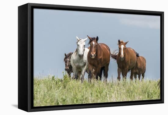 Wild horses in the Kansas Flint Hills-Michael Scheufler-Framed Premier Image Canvas