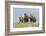 Wild horses in the Kansas Flint Hills-Michael Scheufler-Framed Photographic Print