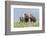 Wild horses in the Kansas Flint Hills-Michael Scheufler-Framed Photographic Print