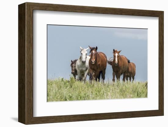 Wild horses in the Kansas Flint Hills-Michael Scheufler-Framed Photographic Print