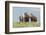 Wild horses in the Kansas Flint Hills-Michael Scheufler-Framed Photographic Print