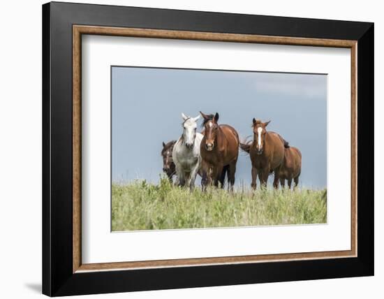 Wild horses in the Kansas Flint Hills-Michael Scheufler-Framed Photographic Print