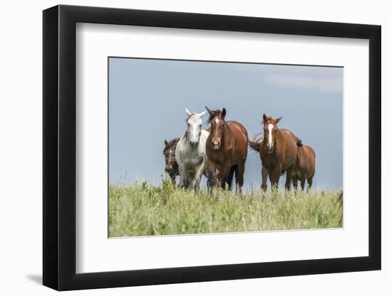 Wild horses in the Kansas Flint Hills-Michael Scheufler-Framed Photographic Print