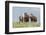 Wild horses in the Kansas Flint Hills-Michael Scheufler-Framed Photographic Print