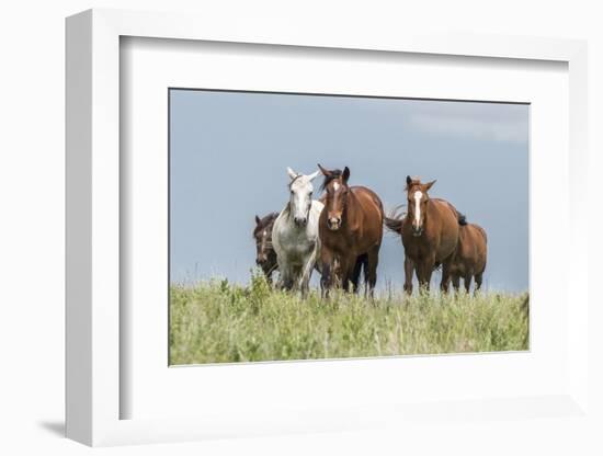 Wild horses in the Kansas Flint Hills-Michael Scheufler-Framed Photographic Print