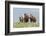 Wild horses in the Kansas Flint Hills-Michael Scheufler-Framed Photographic Print