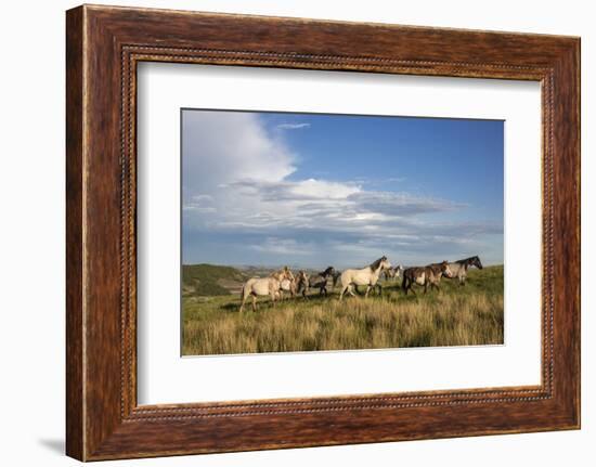 Wild Horses in Theodore Roosevelt National Park, North Dakota, Usa-Chuck Haney-Framed Photographic Print