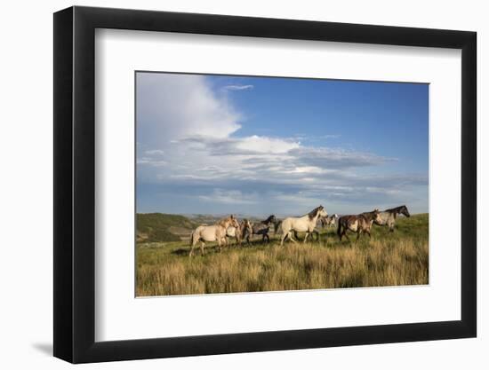 Wild Horses in Theodore Roosevelt National Park, North Dakota, Usa-Chuck Haney-Framed Photographic Print