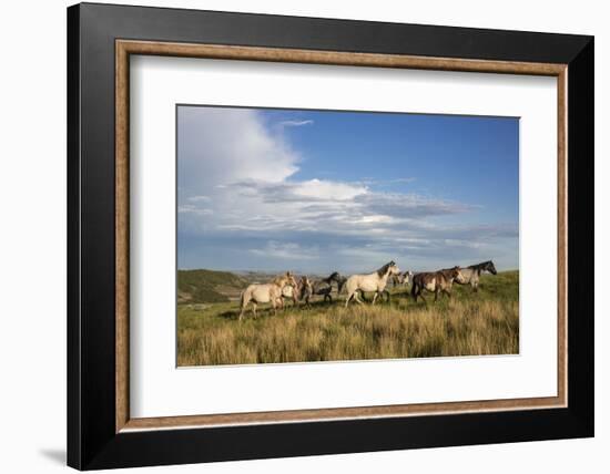 Wild Horses in Theodore Roosevelt National Park, North Dakota, Usa-Chuck Haney-Framed Photographic Print